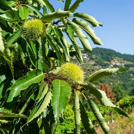 Cherry Douro Hill Σπίτι διακοπών