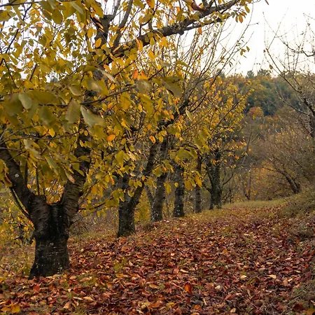 Cherry Douro Hill بيت للعطل *