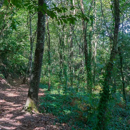 Cherry Douro Hill ريزندي