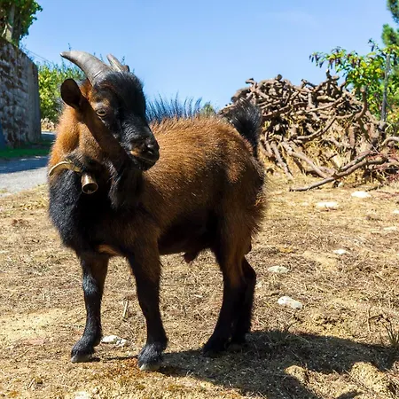 Cherry Douro Hill Σπίτι διακοπών Resende