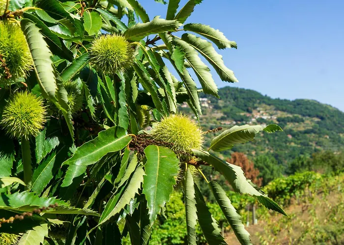 Cherry Douro Hill Tatil Evi