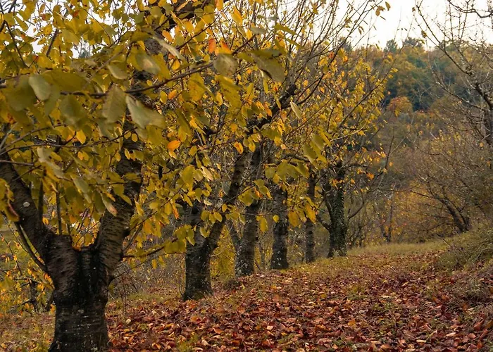 Cherry Douro Hill Tatil Evi *