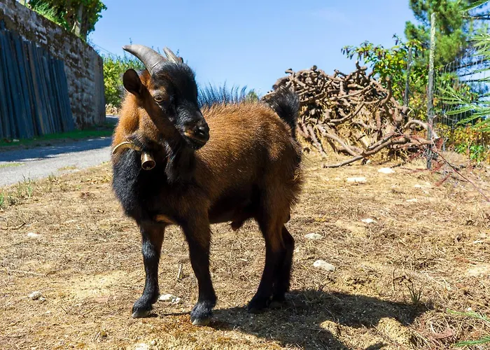 Cherry Douro Hill Casa de Férias Resende